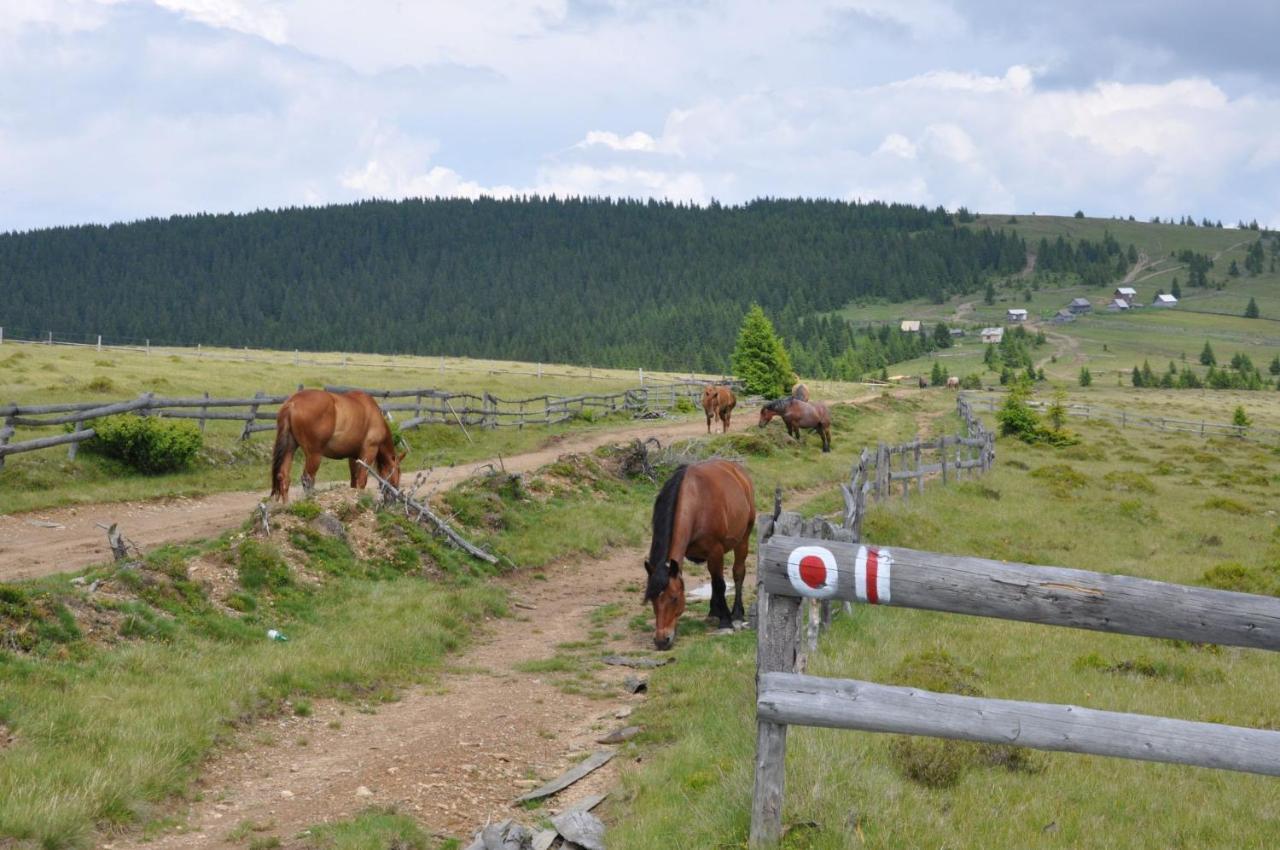Podina Guest House Poiana Horea Εξωτερικό φωτογραφία